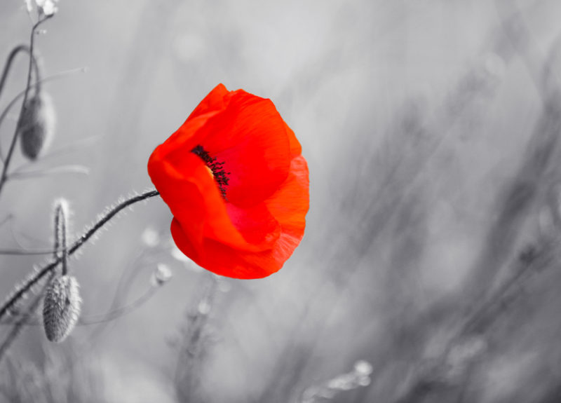 single poppy flower in greyed out field